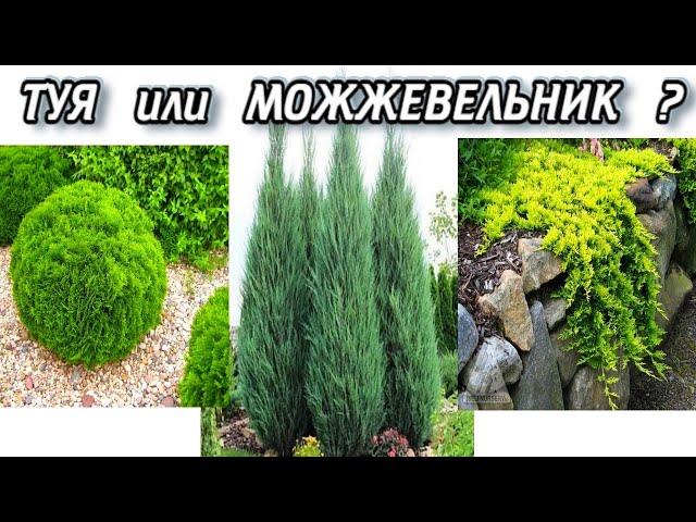 Что Лучше - МОЖЖЕВЕЛЬНИК или ТУЯ - Какие Хвойные Выбрать