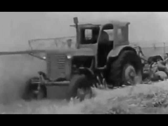 Belarus MTZ-5 and Belarus MTZ-50 tractors. А harvest in Krasnodar Krai. (1978).