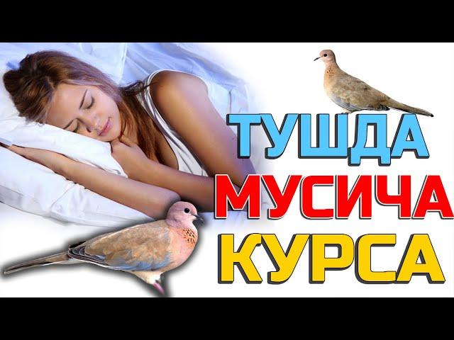 Тушда Мусича курса - Tushda Musicha ko'rsa