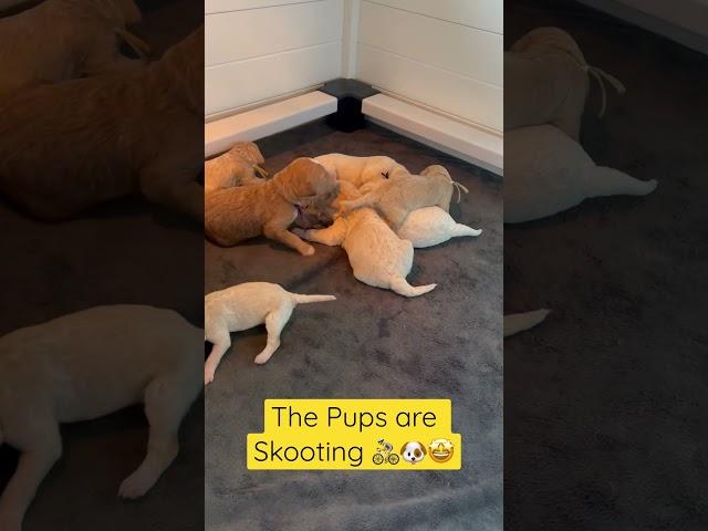 Puppies are Moving Around! #dogs #pets #cutepuppy