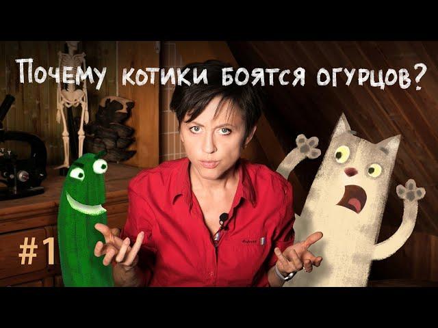 Почему котики боятся огурцов? // Всё как у зверят