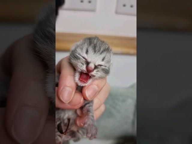 The kitten meows loudly