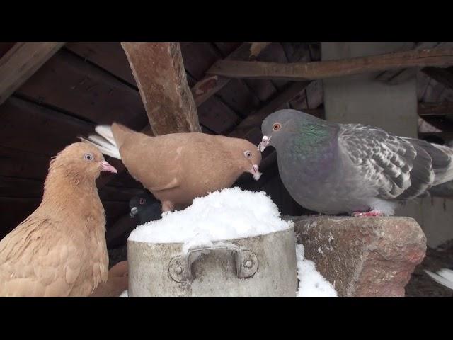 Как пережить птице зиму на даче.