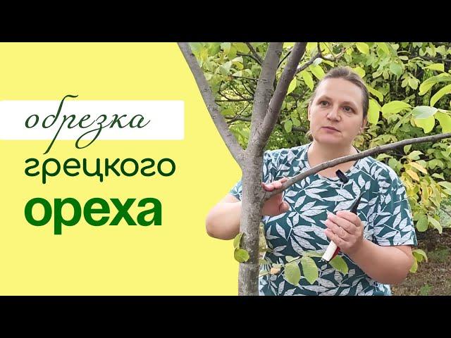 ФОРМИРОВКА и ОБРЕЗКА грецкого ореха