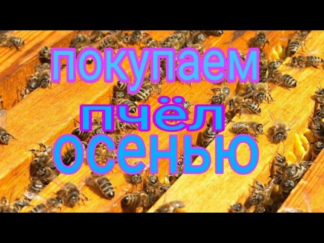 как правильно купить пчёл осенью/пчеловодство-bee