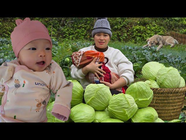 Make Cabbage Rolls - Harvest vegetables & to market to sell | Ly Thi Ca