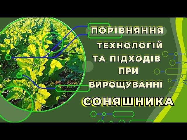 ПОРІВНЯННЯ ТЕХНОЛОГІЙ І ПІДХОДІВ ПРИ ВИРОЩУВАННІ СОНЯШНИКА #союзагроконсалтинг