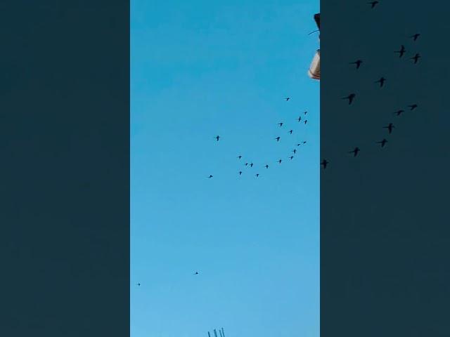 Chalo ab ghar laut chale  #subscribe #youtubeshorts #love #birds #viralvideo #shortvideo