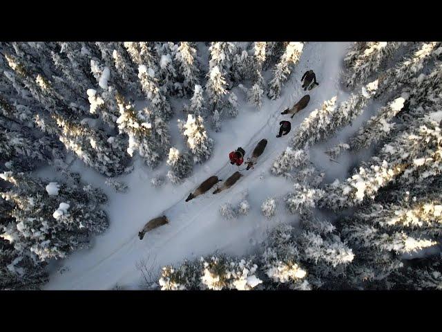 Walk with Reindeer in Alaska - Artem Shestakov