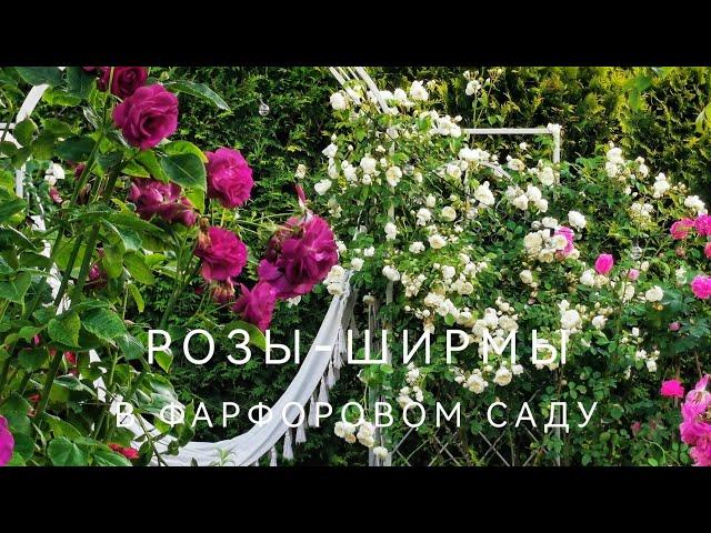 Розы-стены, Розы-ширмы в фарфоровом саду