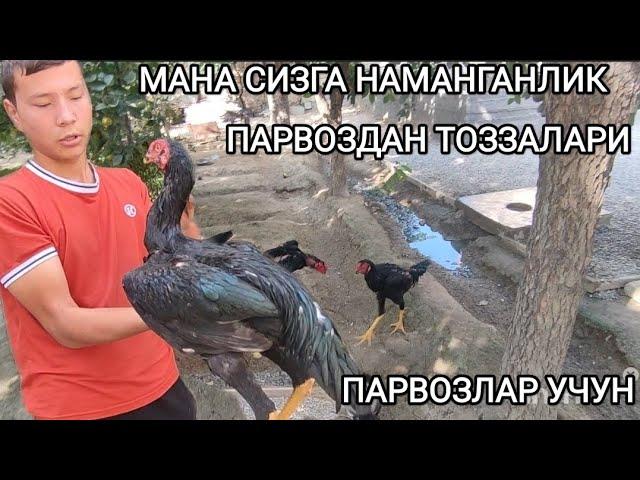 НАМАНГАН ТУРАКУРГОН ПАРВОЗЛАР АБРОР ПАРВОЗ ДАКАНЛАРИ ЯНГИ ВИДЕО