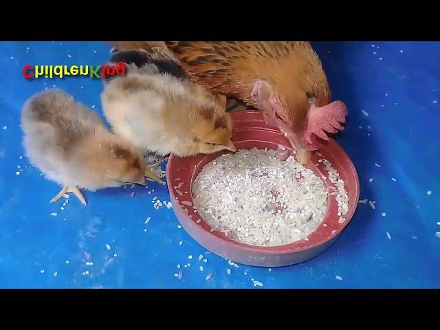 Mother Hen Teaching Cutest Baby Chicks How to Eat #Chicksforkids