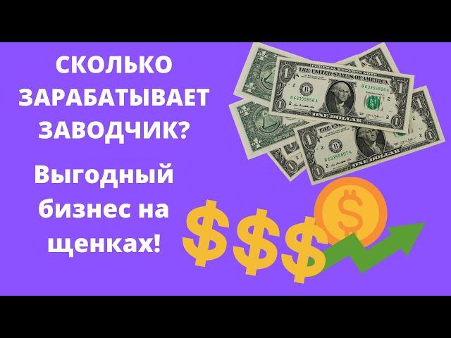 Сколько зарабатывают заводчики собак? Выгодный бизнес на собаках