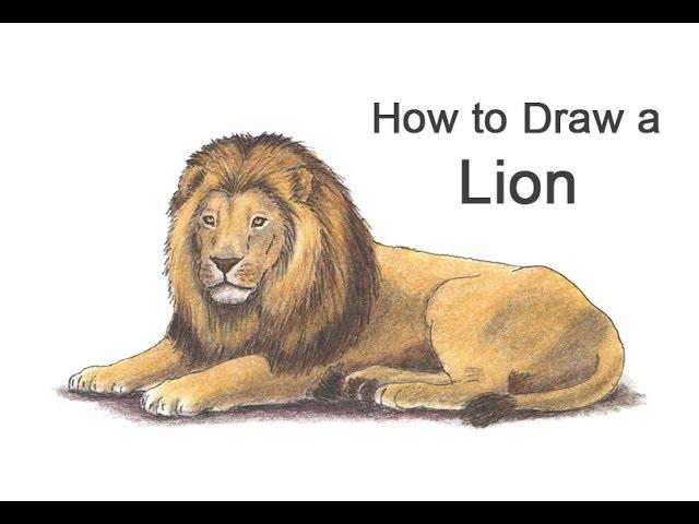 How to Draw a Lion (Color)