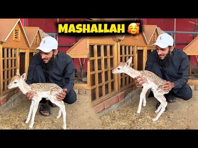 Deer Baby Tu Bht Taiz Nikla  Aik Or Surprise Any Wala Hai ️