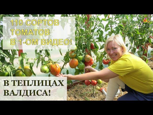 Это впечатляет! ТОМАТЫ у Валдиса - 110 сортов в одном видео!