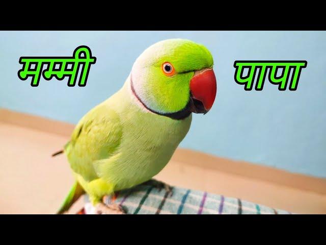 Parrot Talking Shut up  | funny parrot speaking Mummy Papa