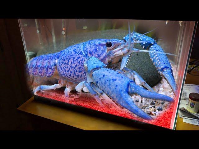 New Giant BLUE LOBSTER For My Aquarium