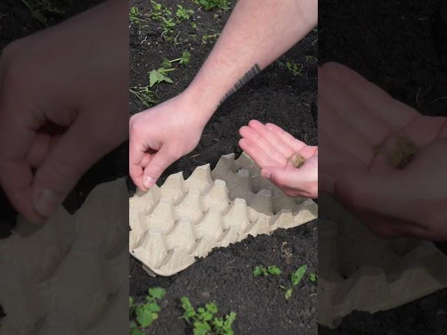 Лучший способ посадки моркови  #садоводничество #сад #дача