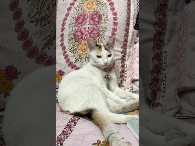 Mini Vlog-6|| My cat keeps on licking herself constantly||why your cat licks itself #lick #cat #pet