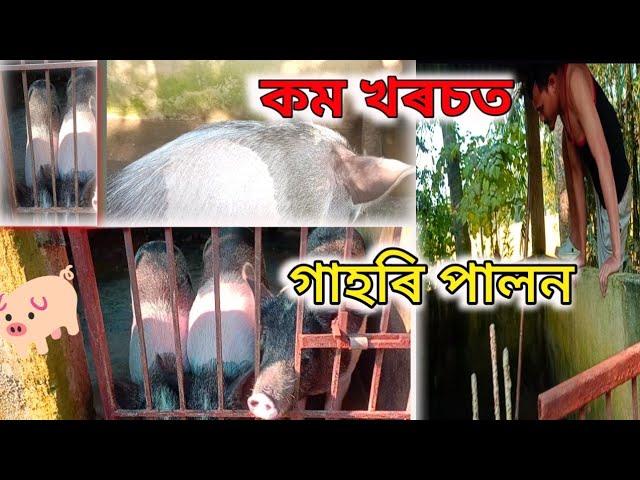 কম খৰচত গাহৰি পালন||Pig Farming in Assam|| How to start Pig Farm#pigfarmvideo #business#businessnews