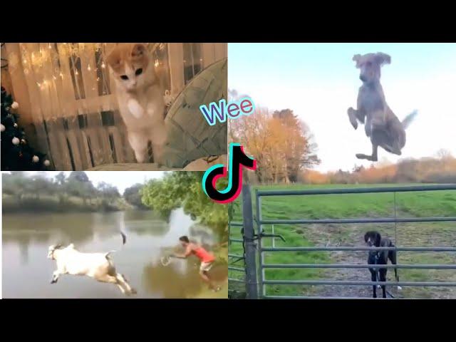 Wee Meme TikTok Compilation Animals Version (Try not to laugh) | me voy a matar wii