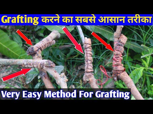 आम पर कलम करने का सबसे आसन तरीका। || Very Easy Method For Mango Grafting.