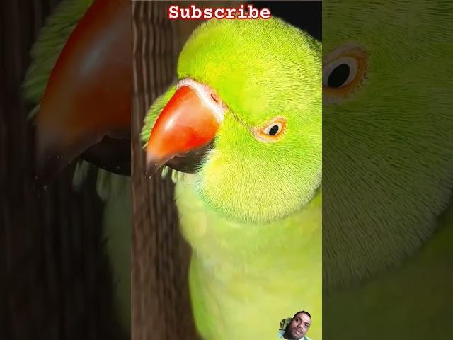 Parrot #parrot #mojmasti #funny #comedy #shorts#video