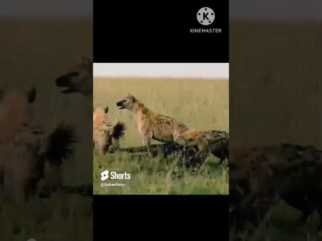 Hyenas keep a safe distance when it comes to these two dominant male 