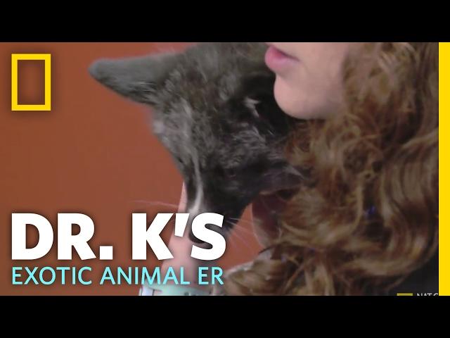 The Three Footed Fox | Dr. K's Exotic Animal ER