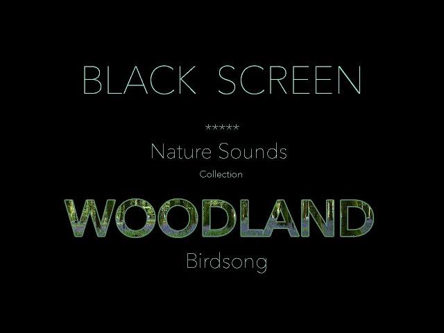 Forest Birds Chirping/Singing Nature Sounds Black Screen-Dark Screen-Johnnie Lawson Sleeping Sound