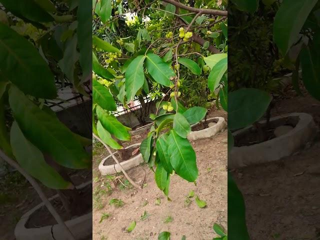 ye koun sa fruit h...... #shorts#vlogs#like#share#