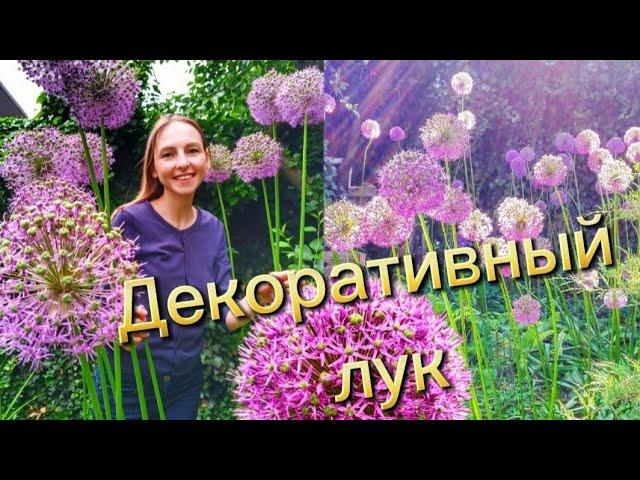 ДЕКОРАТИВНЫЙ ЛУК АЛЛИУМ В САДУ: ПОСАДКА И УХОД / Allium in the garden