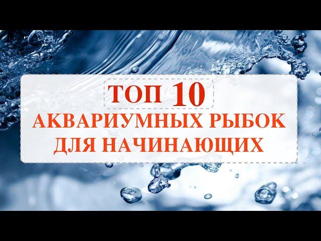 ТОП 10 НЕПРИХОТЛИВЫЕ АКВАРИУМНЫЕ РЫБКИ для НАЧИНАЮЩИХ