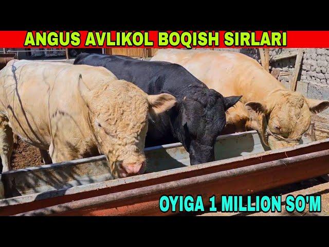 UY SHAROITIDA ANGUS AVLIKOL ZODLI MOLLARINI BOQISH SIRLARI