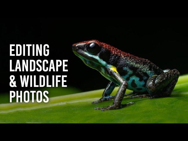 Wildlife & Landscape Editing Tips Using Lightroom Classic & Photoshop