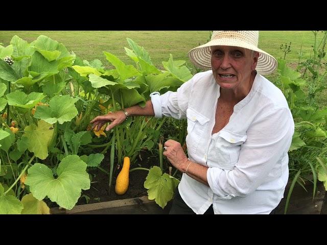 Saving Seeds, Part IV - Harvesting Seeds from Fruits