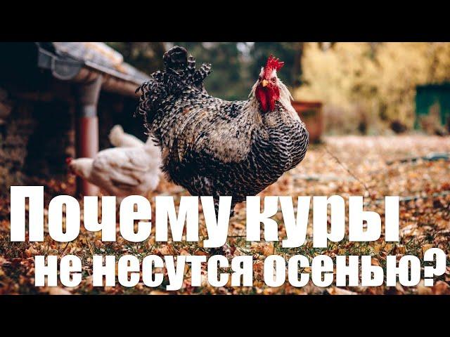 Куры не несутся осенью | что делать для увеличения яйценоскости