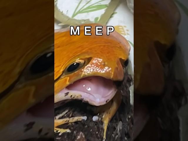 MEEP MEEP POLICE #frog #snake #funny