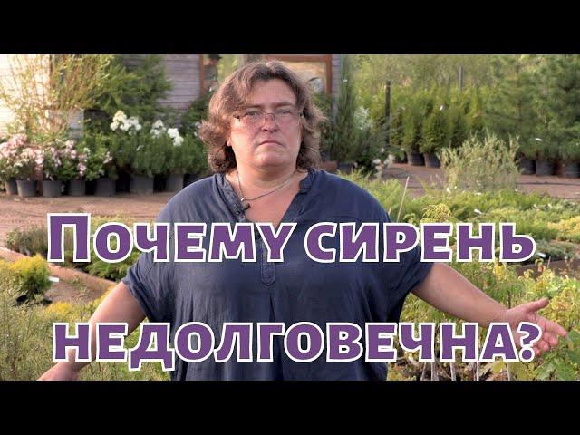 Почему сирень недолговечна?