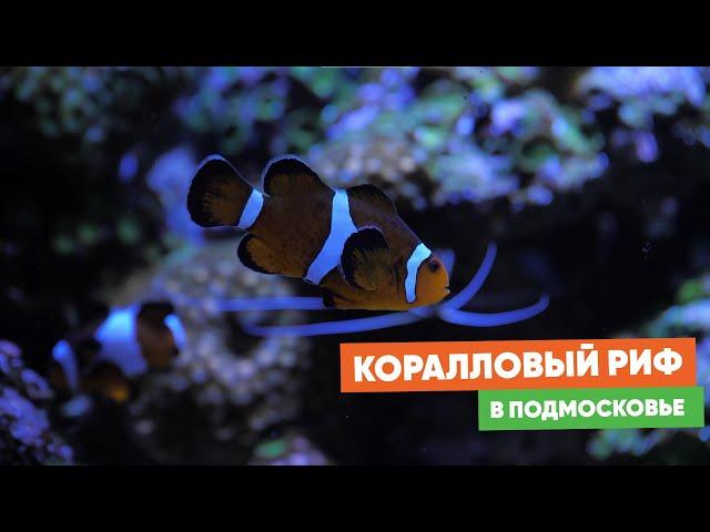 Морской аквариум — узнали все секреты у продвинутого владельца!