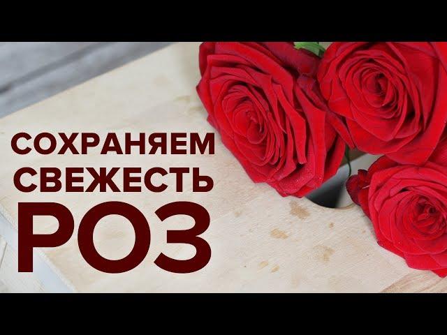 Как сохранить розы в вазе намного дольше -  6 правил