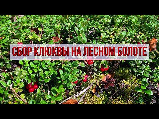 Сбор ягод клюквы на лесном болоте. Ярославская область.