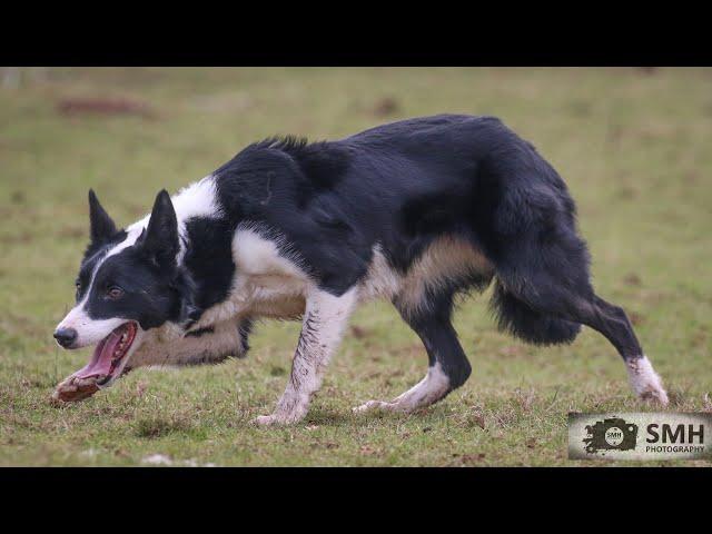 Fly.. 22 months old. Lot 6 Skipton online auction 28th February