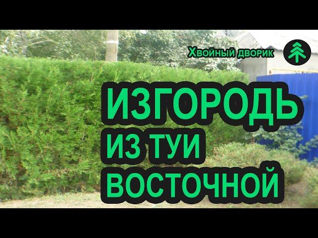 Живая изгородь из туи восточной - дёшево и сердито! Туя из семян или саженцы туи