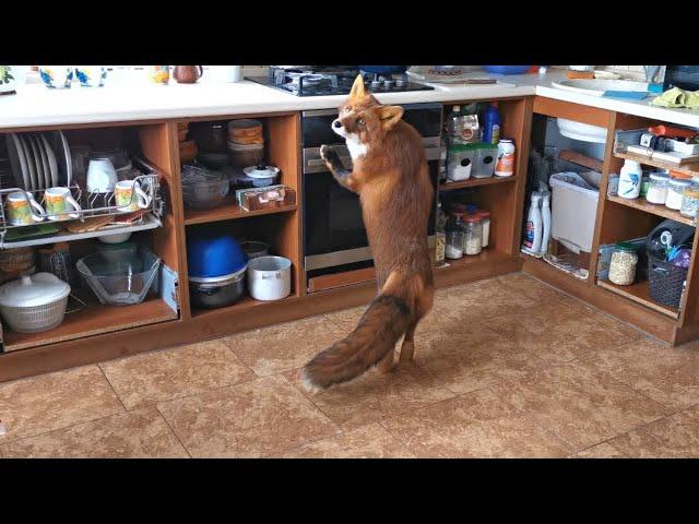 [English Subtitles] Fox asking for food