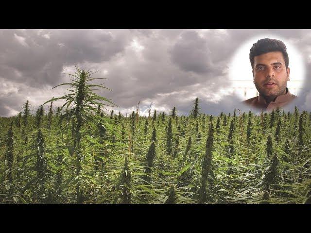 Career in Hemp Farming by Dilsher Singh Dhaliwal (Director in Everest Eco Hemp)