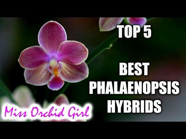 Top 5 Phalaenopsis Orchid Hybrids worth having