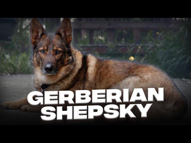 Gerberian Shepsky: Your Complete Guide to This Great Guard Dog