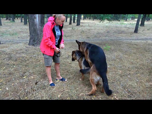 PUPPIES WERE BORN. German Shepherds Alf and Elsa. Odessa 08/29/24